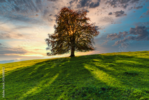 Copper beech against the sun in spring