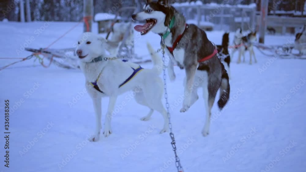 Sled dogs, jumping and barking, eager to start pulling a sleigh, in Lapland, Finland, at dusk Sled dogs, jumping and barking, eager to start pulling a sleigh, in Lapland, Finland, at dusk