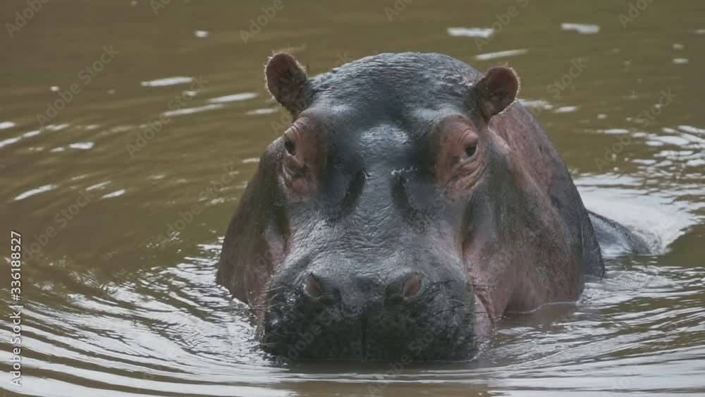 A Hippo playing, Standing Up And Sinking In The Brown Water In Sosian Lodge In Kenya. -close up shot A Hippo playing, Standing Up And Sinking In The Brown Water In Sosian Lodge In Kenya. -close up shot