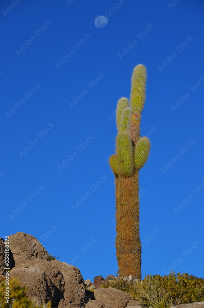Kaktus i Księżyc w Boliwii