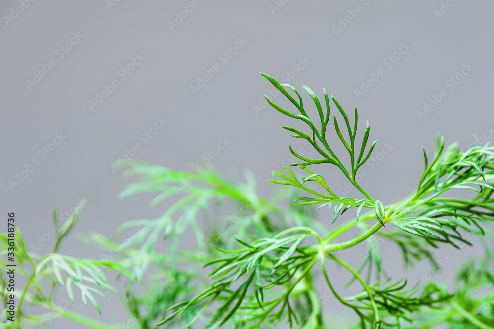 Obraz premium Close-up at dill herb. Anethum graveolens.