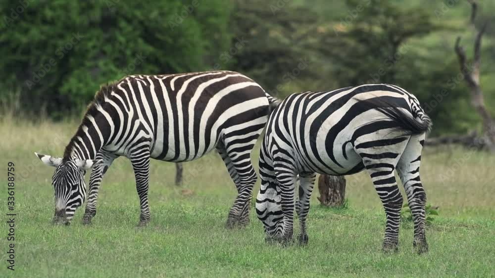 Two Zebra Eating Grass On The Safari Of El K Wildlife In Kenya. -medium shot Two Zebra Eating Grass On The Safari Of El K Wildlife In Kenya. -medium shot