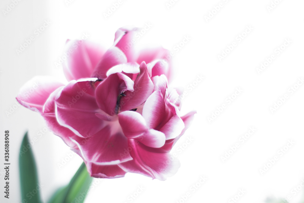 High key photography of purple tulip flower on white background High key photography of purple tulip flower on white background