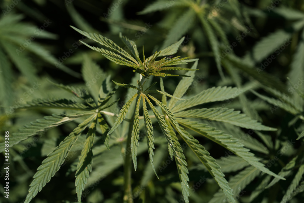 A branch of hemp bush close-up. Shrub young marijuana on a bright summer day. A branch of hemp bush close-up. Shrub young marijuana on a bright summer day.