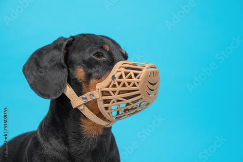 Картината върху платно Portrait of obedient dachshund in beige silicone basket muzzle on blue background