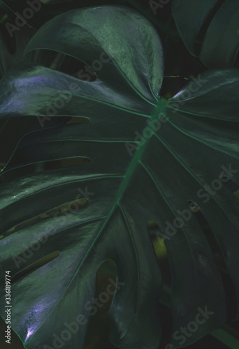 Texture of monstera leaf on dark background.