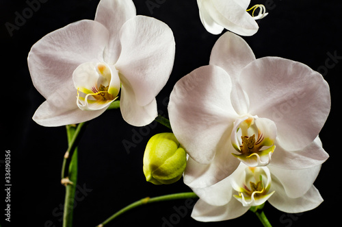 White orchid branch heavy blossoming with large white flowers on dark background. White phalaenopsis orchid branch full of flowers. Blooming orchid. Long branches of bouquet delicate orchid flowers