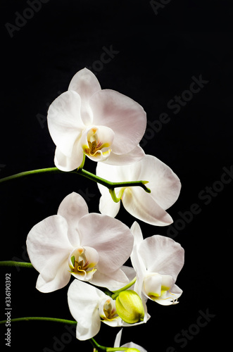 Fototapeta Naklejka Na Ścianę i Meble -  White orchid branch heavy blossoming with large white flowers on dark background. White phalaenopsis orchid branch full of flowers. Blooming orchid. Long branches of bouquet delicate orchid flowers