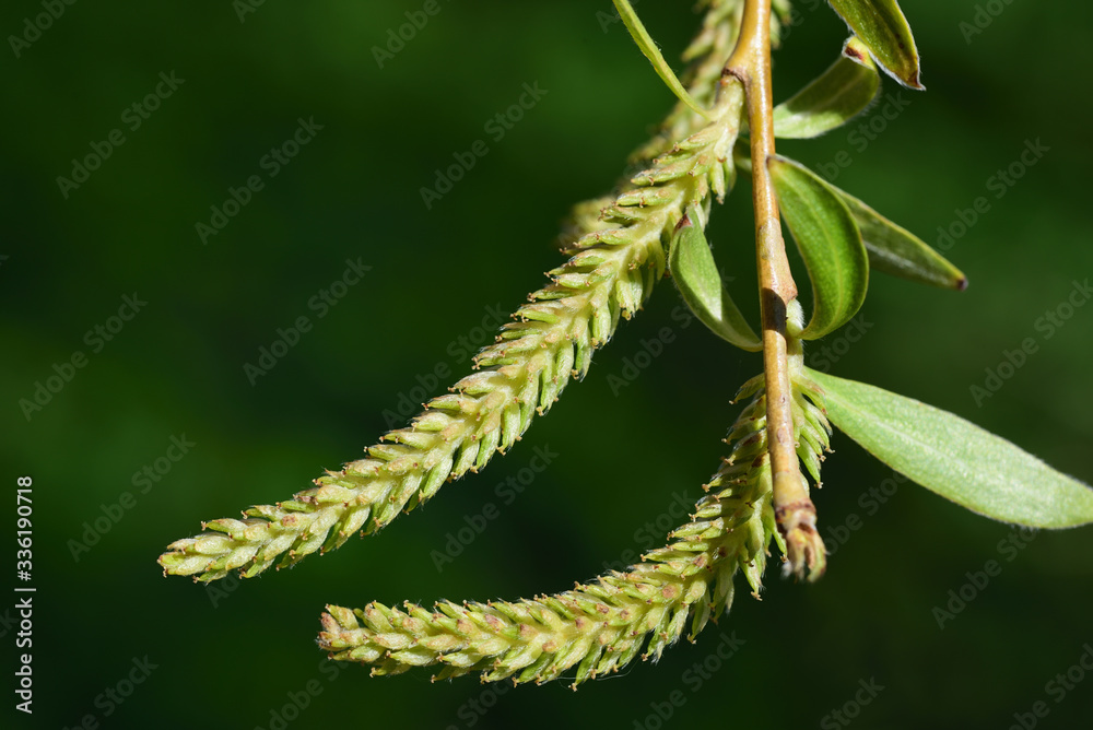 Close-up of young flowers of weeping willow with delicate leaves on narrow branches against a green background in spring Close-up of young flowers of weeping willow with delicate leaves on narrow branches against a green background in spring