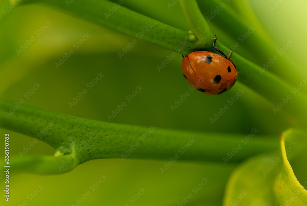 Fototapeta premium Red ladybug walking among green leaves with rain drops