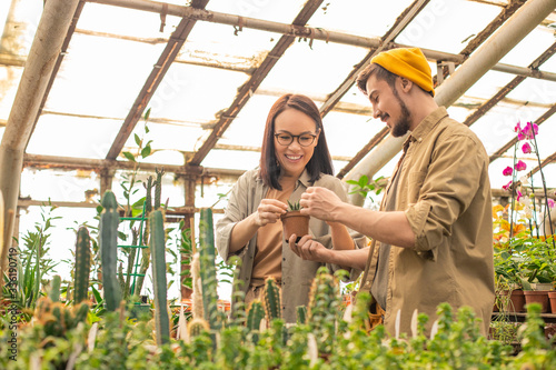 Positive young multi-ethnic nursery workers examining cactus while growing it in greenhouse