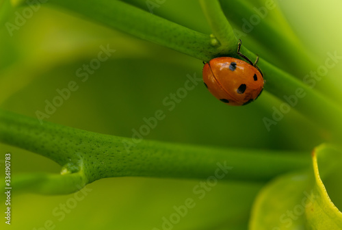 Red ladybug walking among green leaves with rain drops