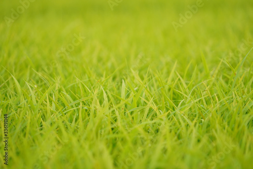 Green rice paddy field background.Green natural pattern rice field in summer.