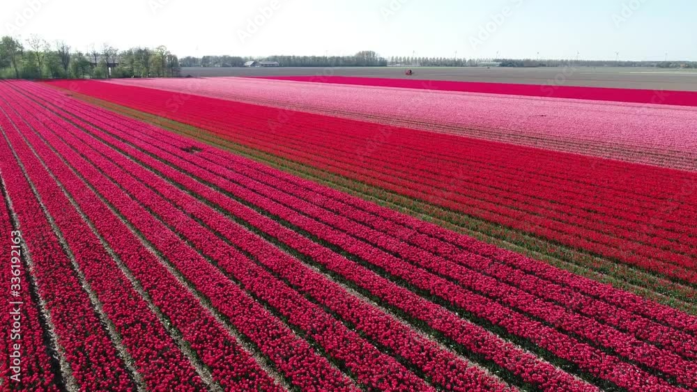 Prachtvolle Tulpenfelder in den Niederlanden aus der Luft gefilmt Prachtvolle Tulpenfelder in den Niederlanden aus der Luft gefilmt