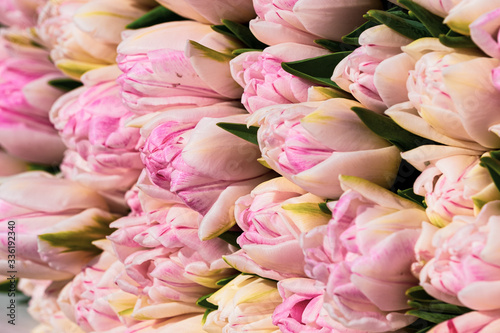 Fototapeta Naklejka Na Ścianę i Meble -  a beautiful bouquet of pink tulips