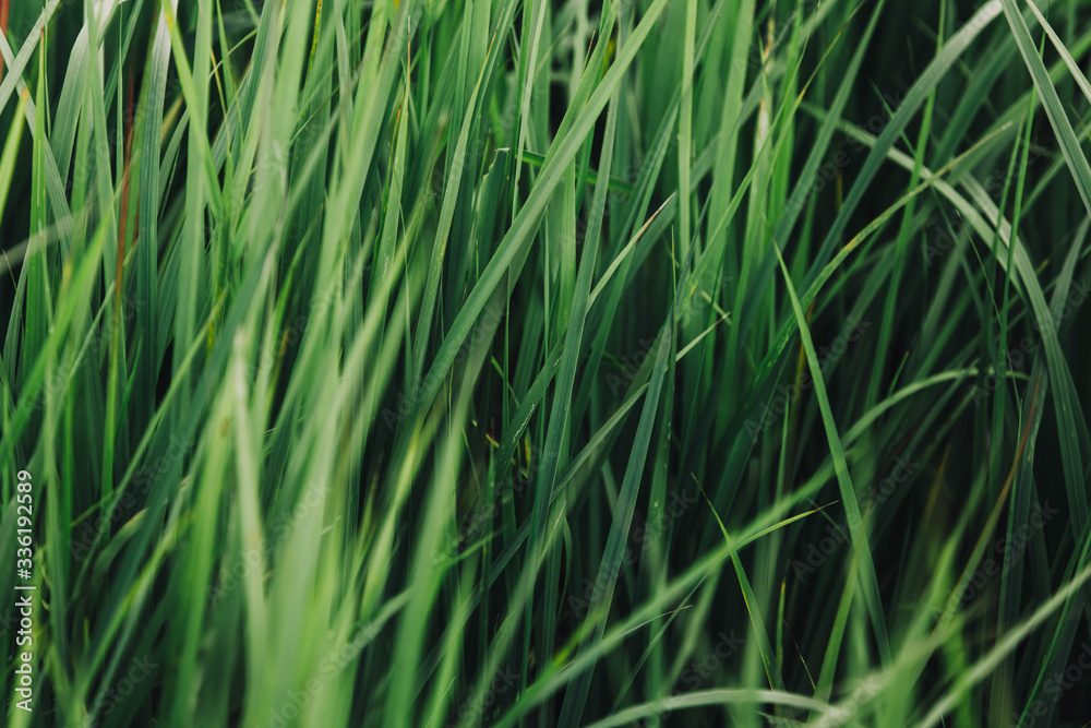 Sunlight on the leaves of a forest plant horsetail. Sunlight on the leaves of a forest plant horsetail.