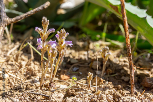 Young spring sprouts with purple flowers in garden or forest. photo