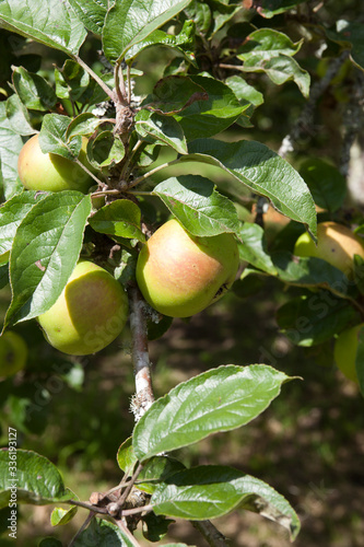 Fotografie Saltash (England), UK - August 21, 2015: Apples in Cotehele park, near Saltash,  Cornwall, England, United Kingdom