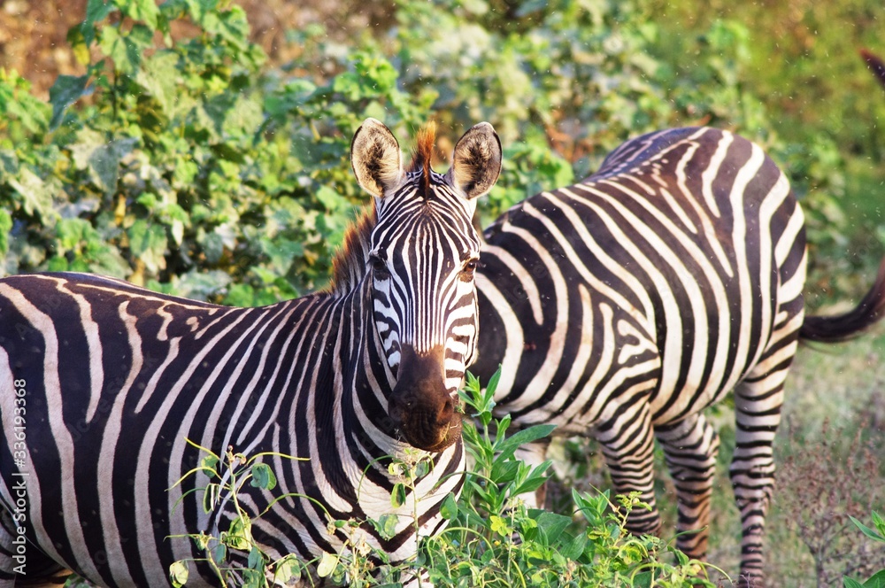 Fototapeta premium Zebra