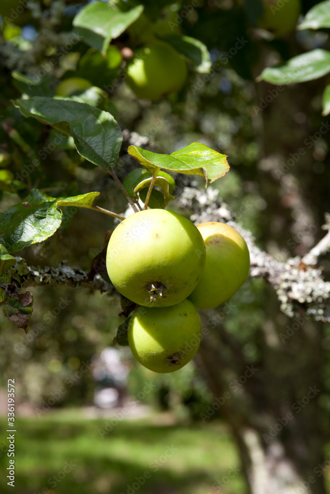 Saltash (England), UK - August 21, 2015: Apples in Cotehele park, near Saltash,  Cornwall, England, United Kingdom. .