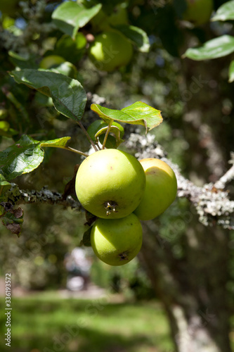 Canvas Print Saltash (England), UK - August 21, 2015: Apples in Cotehele park, near Saltash,  Cornwall, England, United Kingdom