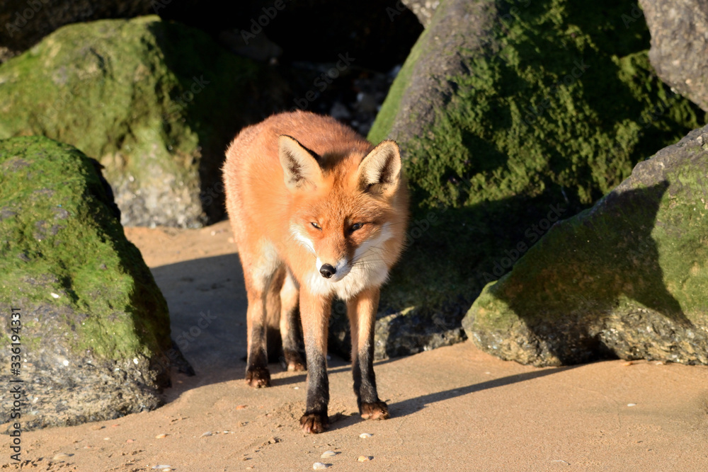 Beautiful portrait a fox that hunts and lives on the dam along the beach of the North Sea. The photo was taken in the ijmuiden netherlands under the smoke of the steel factory Beautiful portrait a fox that hunts and lives on the dam along the beach of the North Sea. The photo was taken in the ijmuiden netherlands under the smoke of the steel factory