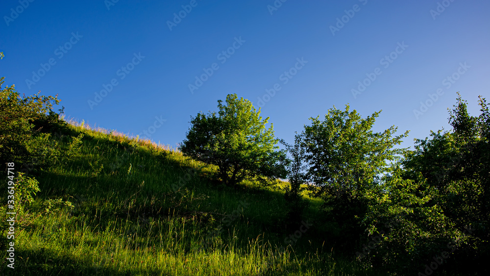 Meadow covered with green grass and trees on a hillside in the evening, countryside.