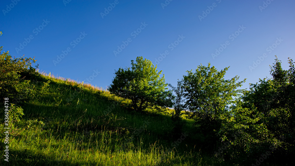 Meadow covered with green grass and trees on a hillside in the evening, countryside. Meadow covered with green grass and trees on a hillside in the evening, countryside.