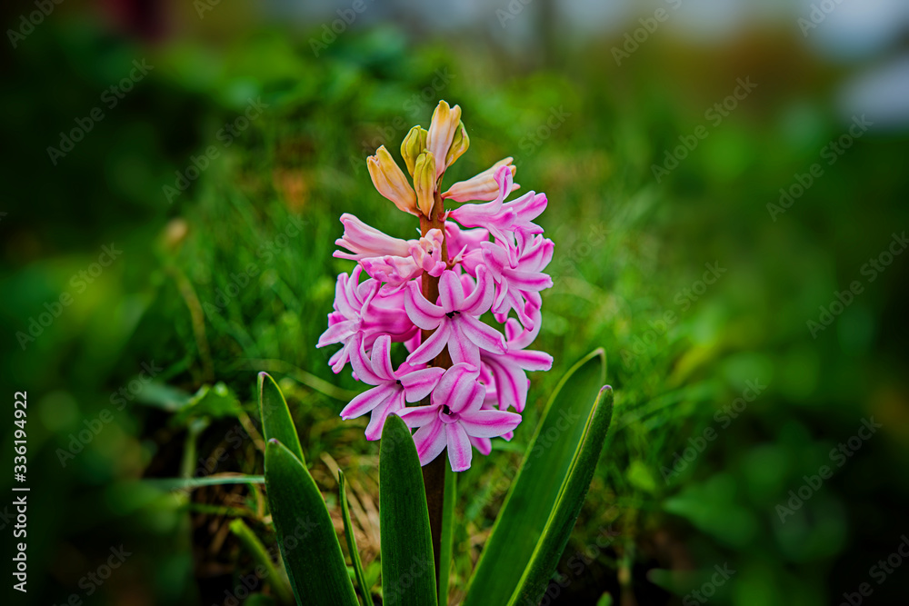 Obraz premium Blooming hyacinth flowers on a green grass background.
