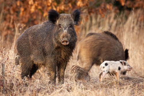 Dangerous wild boar, sus scrofa, protecting it young striped piglets feeding behind her on a spring meadow. Aggressive wild mammal standing and guarding in nature.