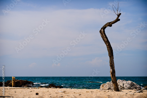 Lonely dry tree on the beach