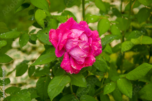 A magnificent rose surrounded by green leaves.