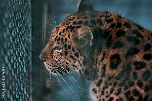 Photography A sad leopard in a cage looks through the bars at the zoo