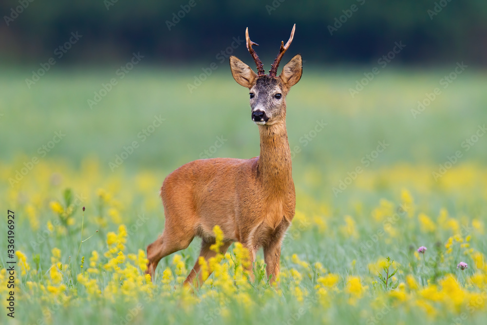 Dominant roe deer, capreolus capreolus, buck from front view on a meadow with flowers. Animal wildlife of Slovakia, Europe. Curious mammal listening attentively in wilderness. Dominant roe deer, capreolus capreolus, buck from front view on a meadow with flowers. Animal wildlife of Slovakia, Europe. Curious mammal listening attentively in wilderness.
