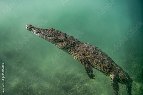 crocodile in the water