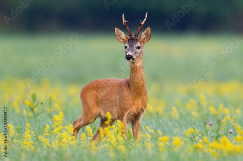 Dominant roe deer, capreolus capreolus, buck from front view on a meadow with flowers. Animal wildlife of Slovakia, Europe. Curious mammal listening attentively in wilderness. © WildMedia