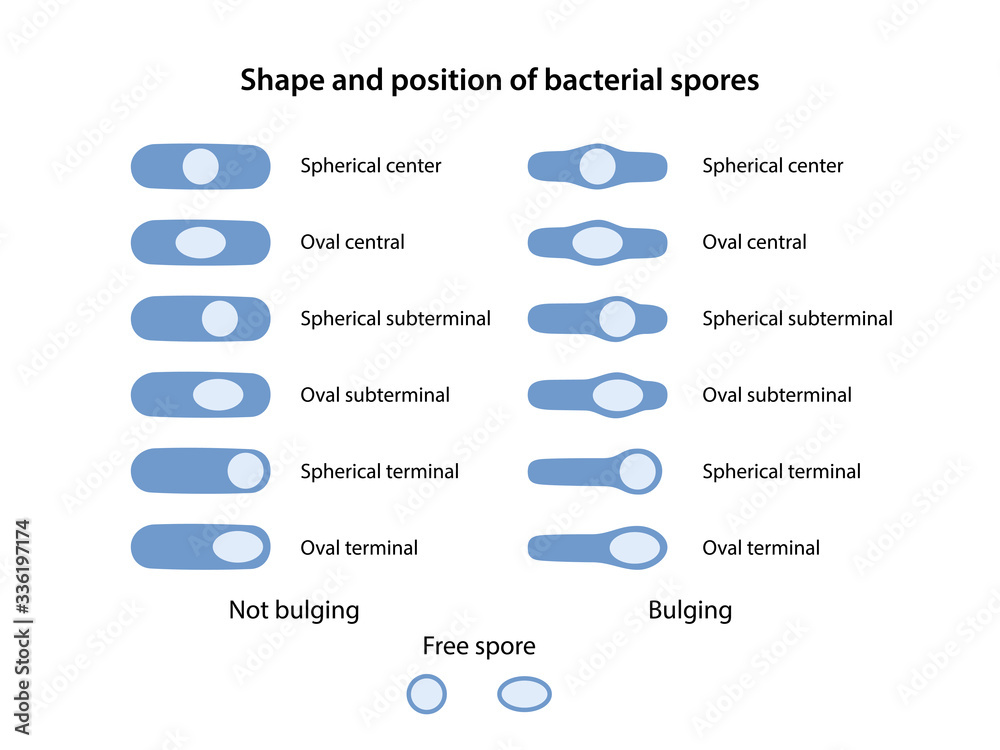 Vettoriale Stock Shape and position of bacterial spores. The position