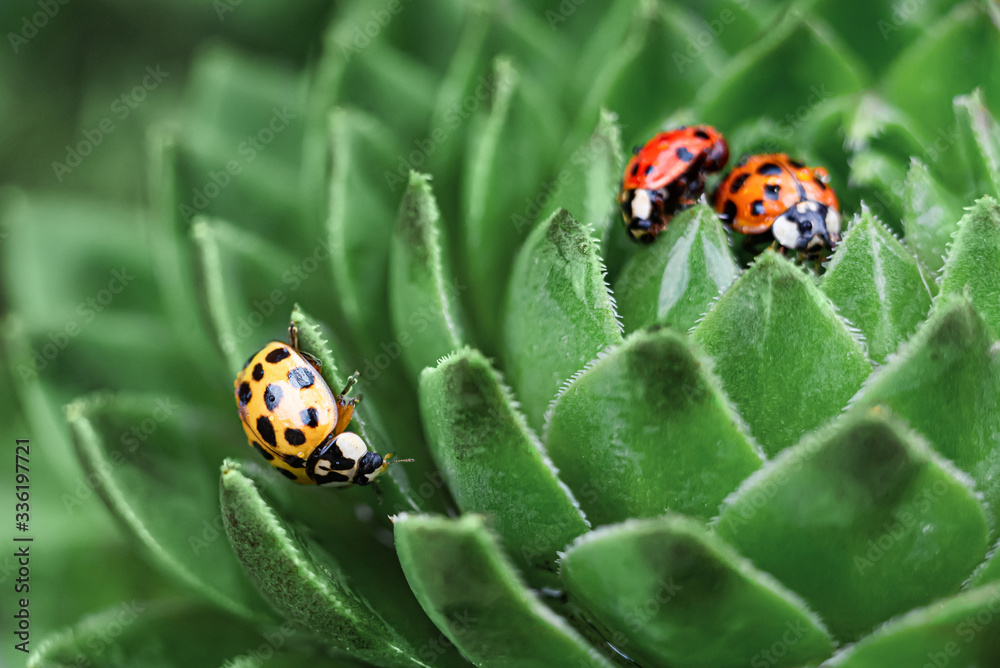 A three of red ladybugs on a green spiky plant succulent Saxifrage. The little ladybirds. Cute and beautiful macro for wallpaper or photo picture. A three of red ladybugs on a green spiky plant succulent Saxifrage. The little ladybirds. Cute and beautiful macro for wallpaper or photo picture.