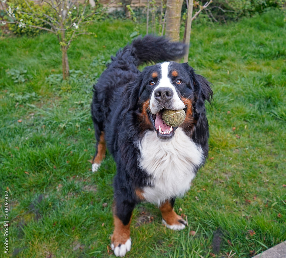 Bernese Mountain Dog playing with the tennis ball in the garden Bernese Mountain Dog playing with the tennis ball in the garden