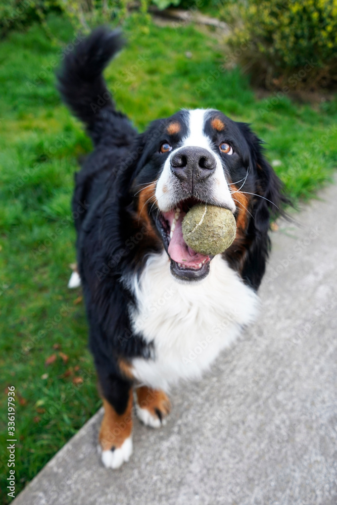 Bernese Mountain Dog with tennis ball in his mouth standing in the garden 