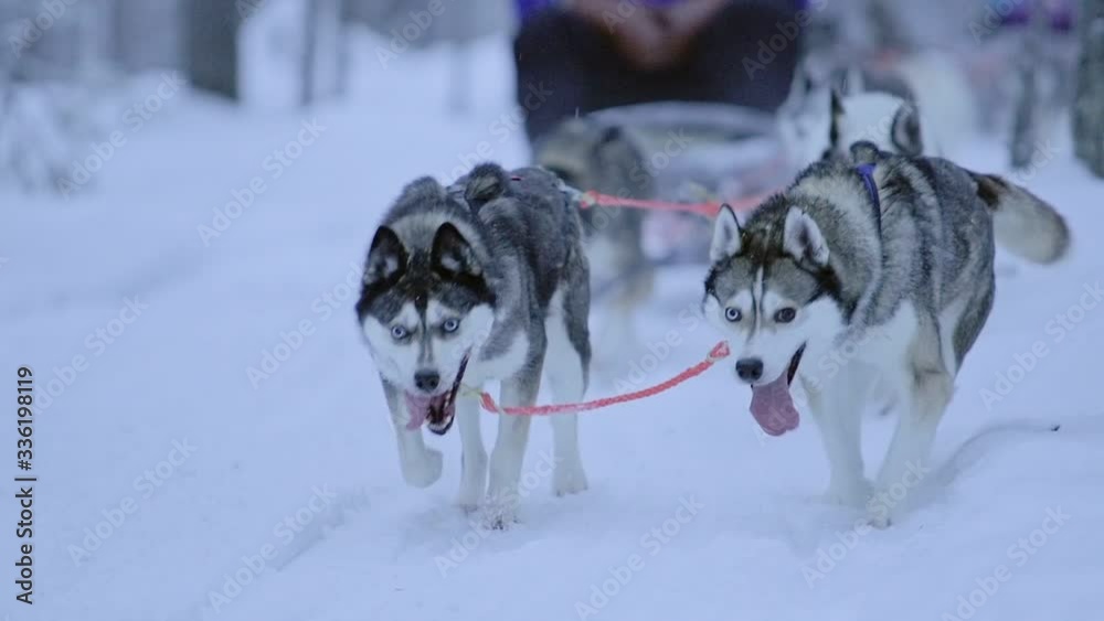 Huskies pulling a sled through the snow in Lapland, Finland - slowmo Huskies pulling a sled through the snow in Lapland, Finland - slowmo