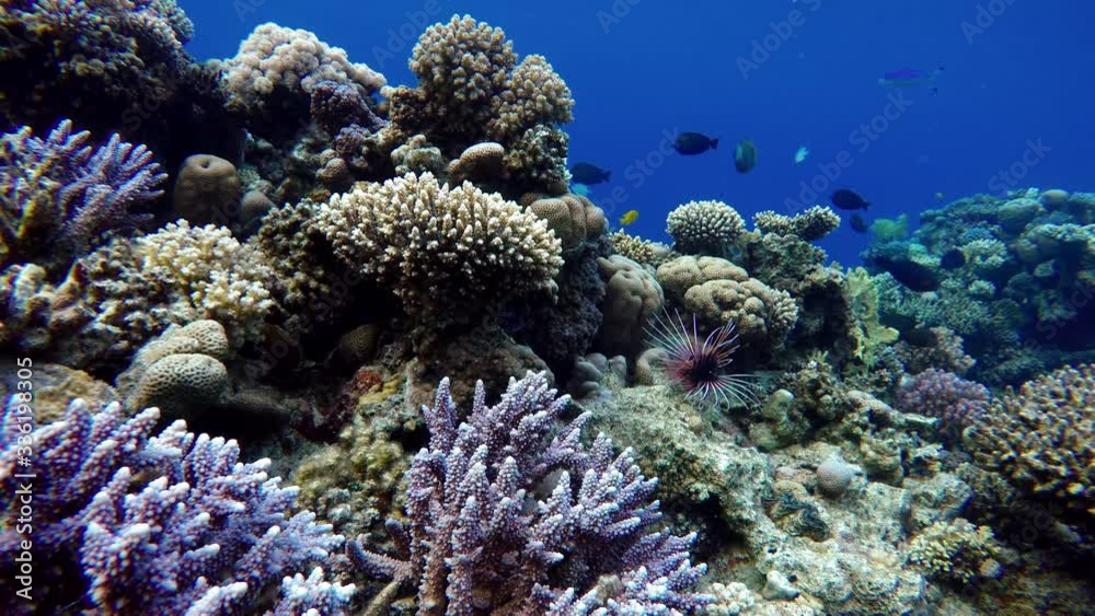 Diving. Tropical fish and coral reef. Underwater life in the ocean. Diving. Tropical fish and coral reef. Underwater life in the ocean.