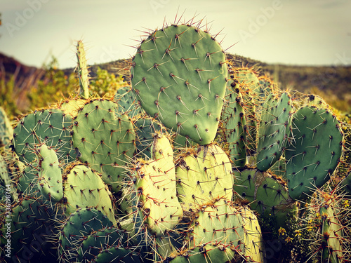 Prickley Pear Cactus photo