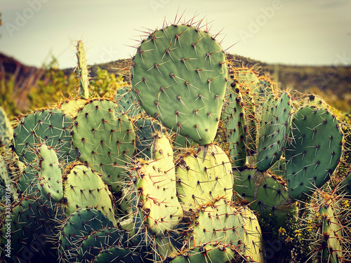 Photography Prickley Pear Cactus