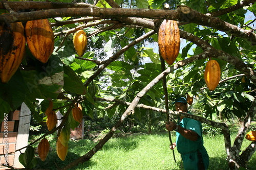 Cocoa Harvest in Bahia photo