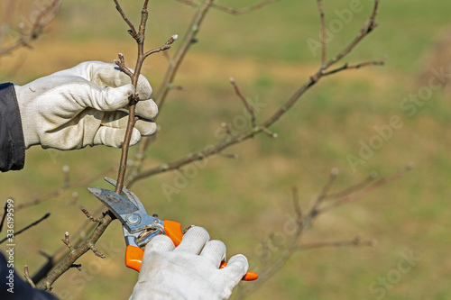 Pruning an orchard in spring. Spring garden work, pruning secateurs of fruit trees. Spring pruning of trees. The farmer looks after the orchard. Hand cutting branch with secateurs. 