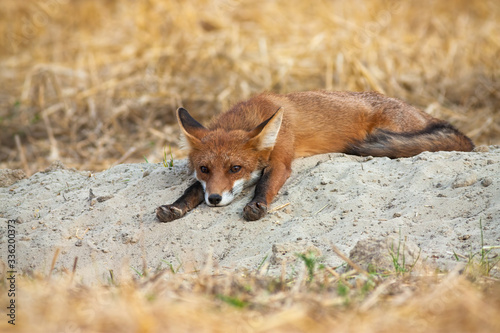 Bored young red fox, vulpes vulpes, lying down and stretching legs on agricultural field. Cute wild animal resting in nature from front view. Mammal with fur near den with copy space.