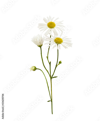 Daisy flowers and buds