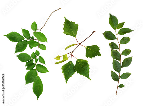Set of fresh branches with ...