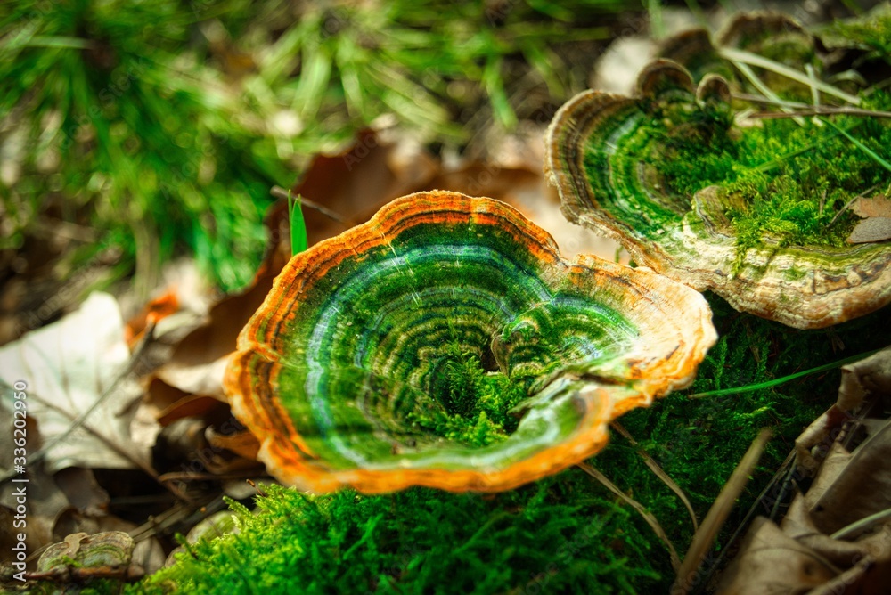 bunter Pilz im Wald